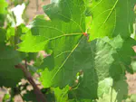 Grapevine Biology
