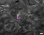 Phyllosphere