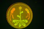 Synthetic Biology
